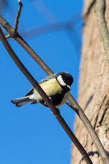 european tit sitting on a tree branch. titmouse in the forest