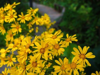 Farfugium japonicum or Leopard plant called Tsuwabuki in Japanese