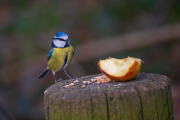 Blue Tit