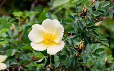 beautiful sprig of roses with buds and flowers