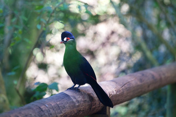 Hartlaub's turaco or Tauraco hartlaubi bright green and blue bird banana eaters sits on branch on blurred green tree forest background close up, Birds of eden aviary park, South Africa