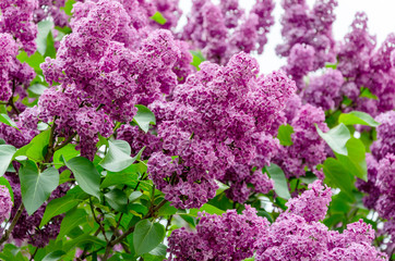 lilac blooming warm spring day