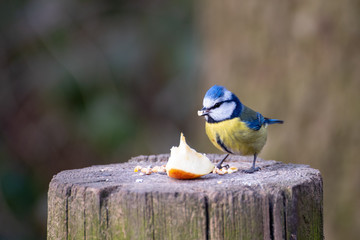 Blue Tit
