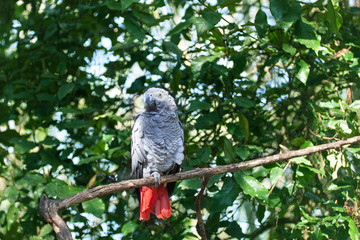 African grey parrot or Psittacus erithacus sitting on green tree background close up, gray parakeet with red tail perched on branch in forest, Birds of eden aviary park, Western Cape, South Africa