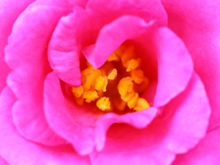 Obraz na płótnie Canvas Camellia sasanqua flower called Sazanka in Japanese