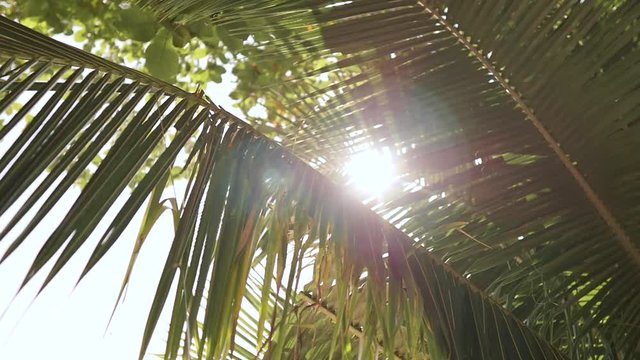 Sunshine through palm leaves with sun background with lens flare effects in slow motion.