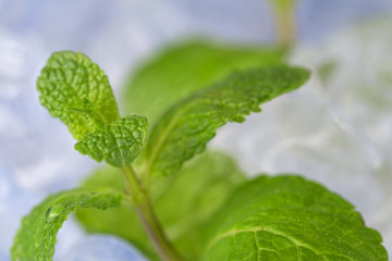 Fresh mint leaves lie on ice cubes. Preparation of cocktails. Concept purity and freshness .