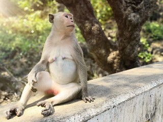Monkey sitting on a stone fence under the tree.