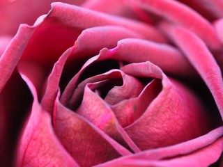 pink rose flower close up