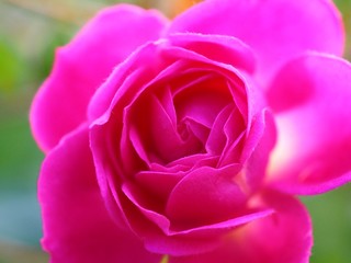 Fototapeta na wymiar pink rose flower close up