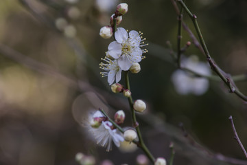 Flowers of the Plum