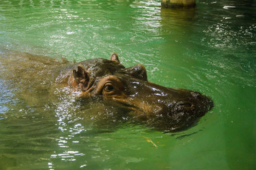 Fototapeta premium Hipopotam