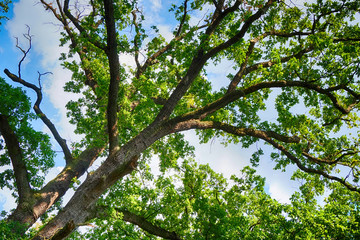 old oak tree