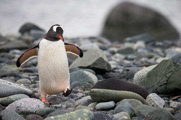 Gentoo Penguin 