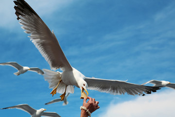 Obraz premium Seagull takes the bread from hand