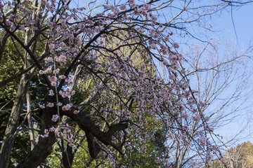 Flowers of the Plum