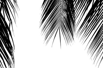 Obraz premium closeup palm leaves