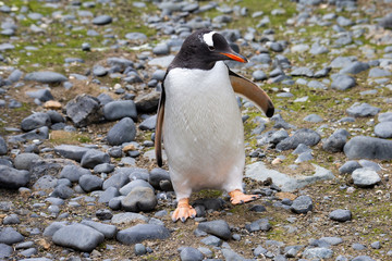 Gentoo Penguin