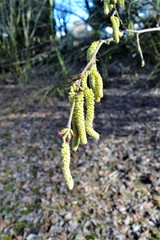 Männliche Blütenkätzchen und weibliche (klein, rot) Blüten der Haselnuss (Corylus avellana) im Februar