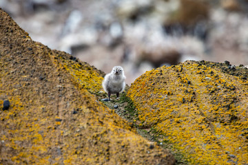 Seagull Chick