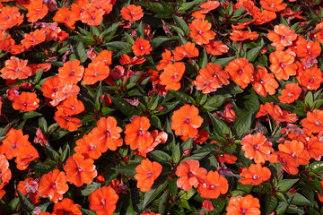  Impatiens walleriana. Flowerbed of Busy Lizzie, scientific name Impatiens walleriana.  Blossoms in...