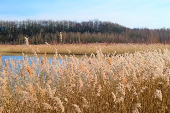 Vorfr&uuml;hling an einem See bei W&uuml;lfrath im Bergischen Land