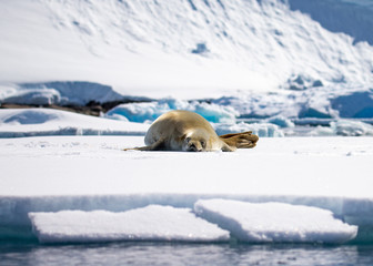 Sleeping Weddell Seal