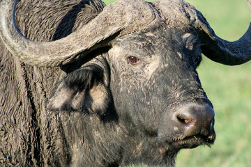Buffalo 