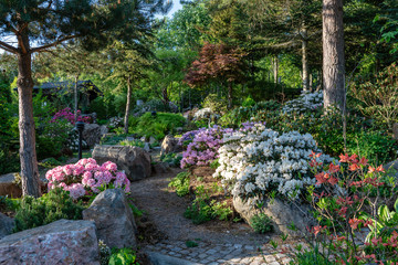 Blooming rhododendron garden in Sweden in evening sunlight