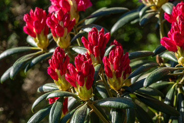 Fototapeta na wymiar Bush of Rhododendron with red buds about to burst into blooming