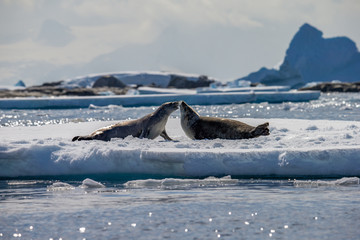 2 Leopard Seals Faceoff