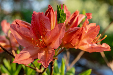 Close up of a beautiful vibrant orange colored rhododendron flower