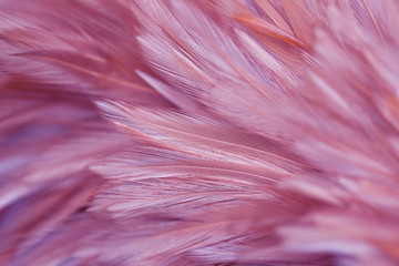 Purple fluffy chicken feathers in soft style for background, Postcard, wallpaper and design