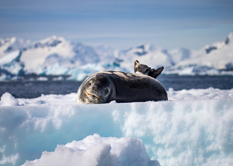 Leopard Seal on Iceberg