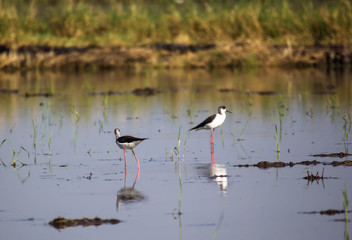 Black winged Stilt 