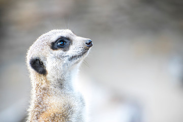 Portrait of meerkat. Shallow Depth of Field.