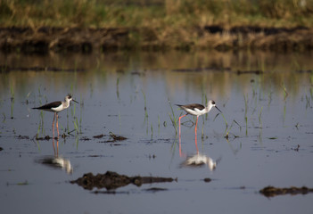 Black winged Stilt 