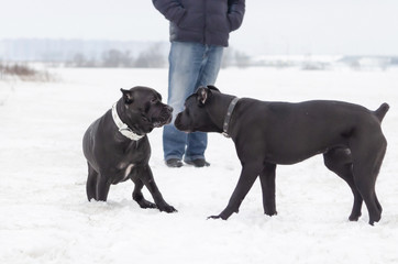 Cane Corso. Dogs play with each other. Walking outdoors in the winter.  How to protect your pet from hypothermia. 
