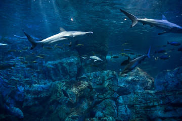 Fototapeta premium 海中