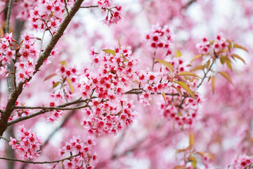 Wild Himalayan Cherry Blossoms in spring season (Prunus cerasoides), Sakura in Thailand, selective focus, Phu Lom Lo, Loei, Thailand.
