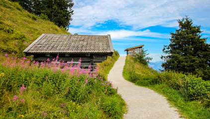 mountain path along pink flower field with wooden alp hut in bavaria
