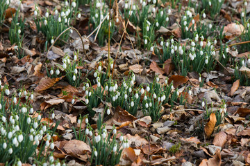 Snowdrops grow between foliage in the forest