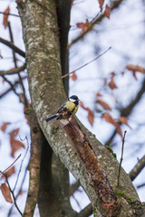 Great tit on a snowy branch in winter