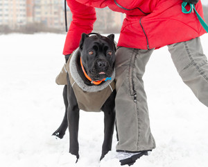 Cane Corso. Young dog plays with its owner. Dog executes commands. Walking outdoors in the winter. ...
