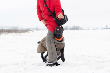 Cane Corso. Young dog plays with its owner. Dog executes commands. Walking outdoors in the winter. ...