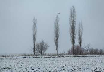 Trees in the fog on the field. Winter landscape of fields with trees. Trees in hoarfrost, hoarfrost in fog. Background.