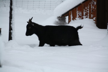 Schwarze Ziege im Schnee