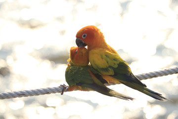 Two parrots show love each other.