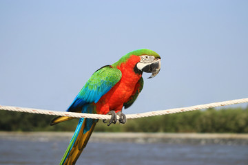 Macaw parrot is on the rope.