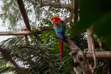 parrot on branch